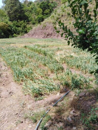  Agricultural Land 60 Bigha for Sale in Sarahan, Sirmour