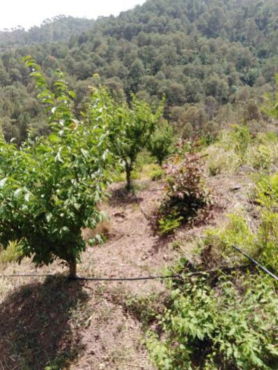  Agricultural Land 60 Bigha for Sale in Sarahan, Sirmour