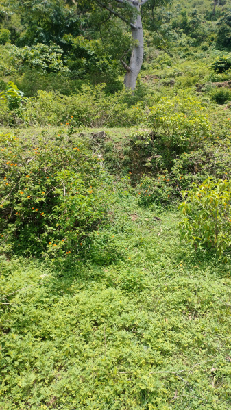  Residential Plot 599 Sq. Meter for Sale in Nahan, Sirmour