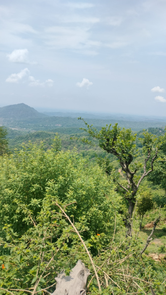  Residential Plot 599 Sq. Meter for Sale in Nahan, Sirmour