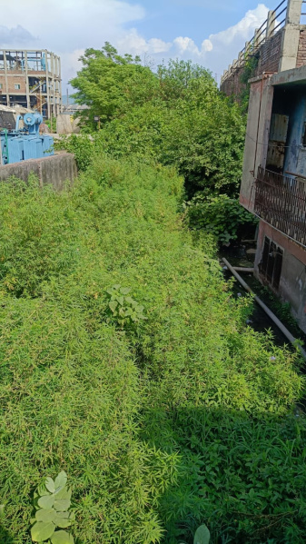  Industrial Land 16 Biswa for Sale in Kala Amb, Sirmour