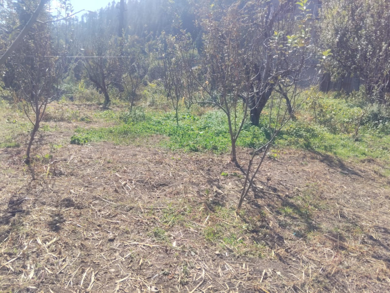 10 Biswa Agricultural/Farm Land for Sale in Patlikuhal, Manali