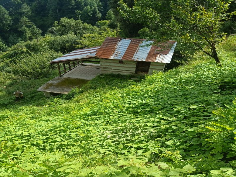  39 Biswa Agricultural/Farm Land for Sale in Simsa Road, Manali