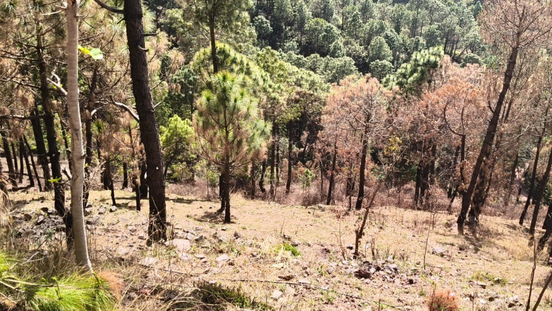  30 Biswa Agricultural/Farm Land for Sale in Sarahan, Sirmour