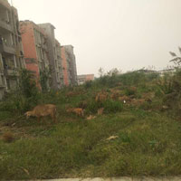  Residential Plot for Sale in Kuchesar Road Chaupala, Hapur