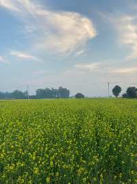  Agricultural Land for Sale in Sohna Palwal Road, Gurgaon