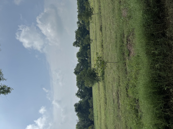  Agricultural Land for Sale in Naugaon, Alwar