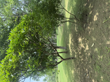  Agricultural Land for Sale in Naugaon, Alwar