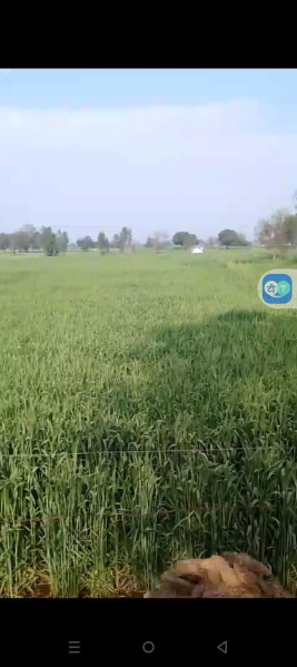  Agricultural Land 3 Bigha for Sale in Tappal, Aligarh