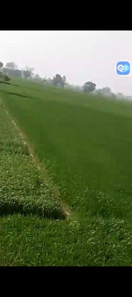  Agricultural Land 100 Bigha for Sale in Khair, Aligarh