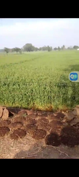  Agricultural Land 100 Bigha for Sale in Khair, Aligarh
