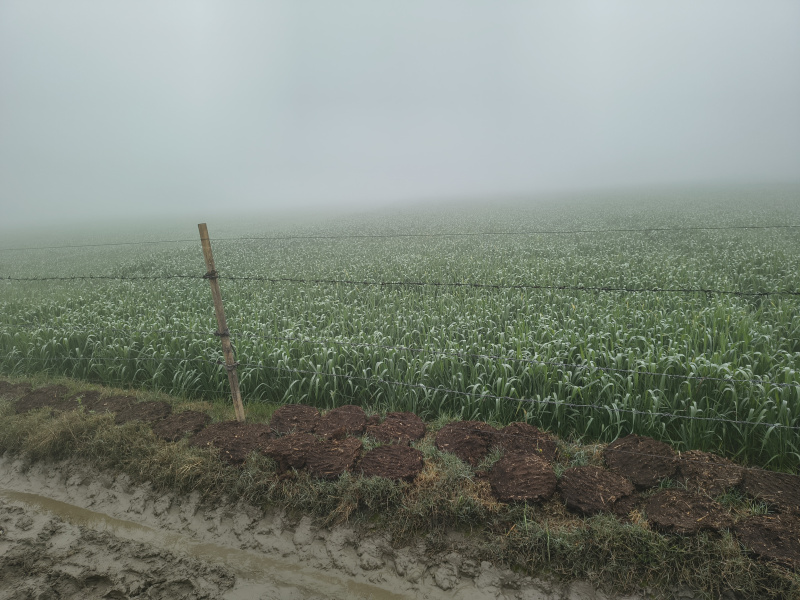  5 Bigha Agricultural/Farm Land for Sale in Jewar, Gautam Buddha Nagar