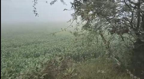  5 Bigha Agricultural/Farm Land for Sale in Rabupura, Gautam Buddha Nagar