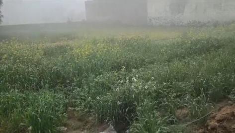  5 Bigha Agricultural/Farm Land for Sale in Jewar, Gautam Buddha Nagar