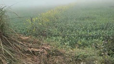  5 Bigha Agricultural/Farm Land for Sale in Jewar, Gautam Buddha Nagar