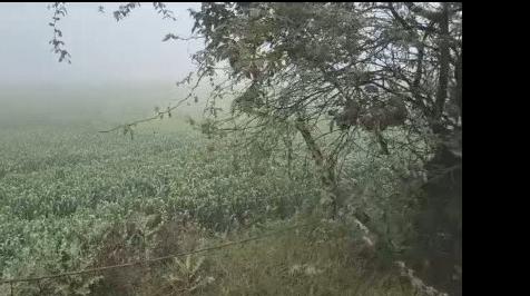  5 Bigha Agricultural/Farm Land for Sale in Jewar, Gautam Buddha Nagar