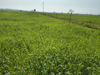  Agricultural Land for Sale in Jewar, Gautam Buddha Nagar