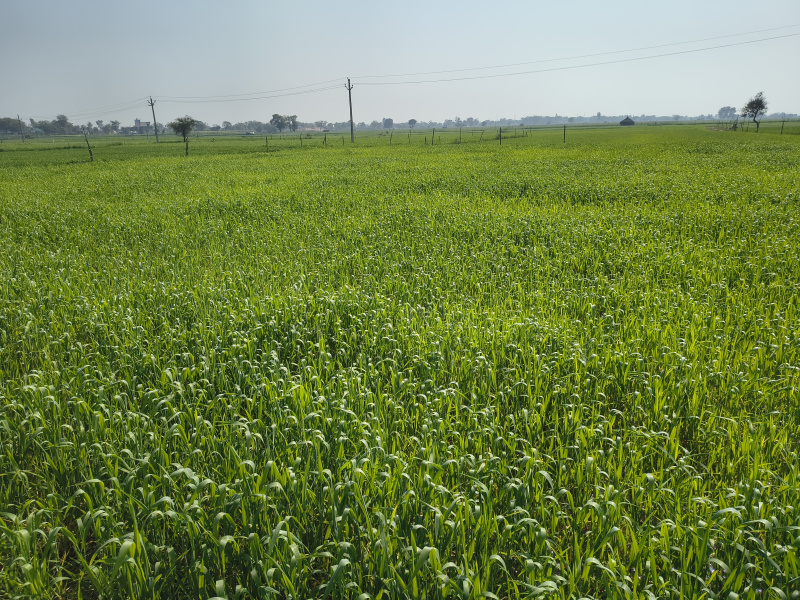  6 Bigha Agricultural/Farm Land for Sale in Jewar, Gautam Buddha Nagar