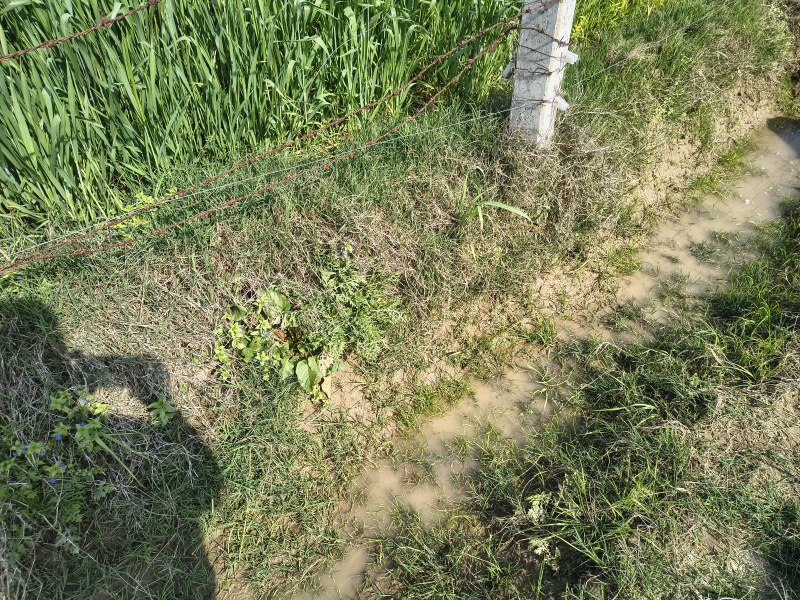  6 Bigha Agricultural/Farm Land for Sale in Jewar, Gautam Buddha Nagar