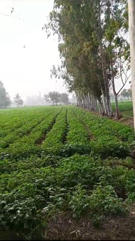  108 Bigha Agricultural/Farm Land for Sale in Pahasu, Bulandshahr