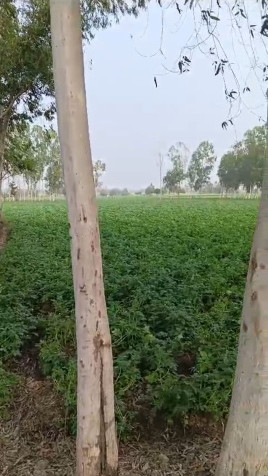 108 Bigha Agricultural/Farm Land for Sale in Pahasu, Bulandshahr