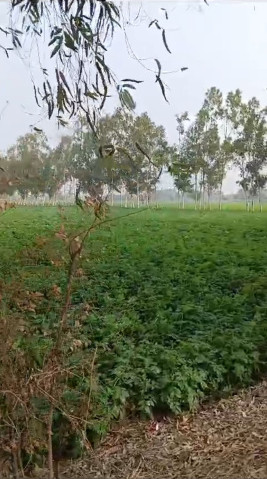  108 Bigha Agricultural/Farm Land for Sale in Pahasu, Bulandshahr