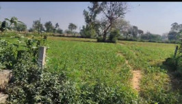  18 Bigha Agricultural/Farm Land for Sale in Gabhana, Aligarh
