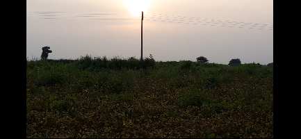  Agricultural Land for Sale in Hinganghat, Wardha