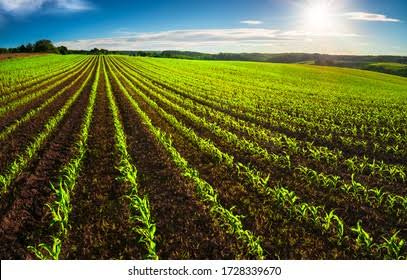  Agricultural Land 4 Acre for Sale in Paithan, Aurangabad