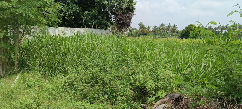  Agricultural Land 55 Cent for Sale in Papparapatti, Dharmapuri