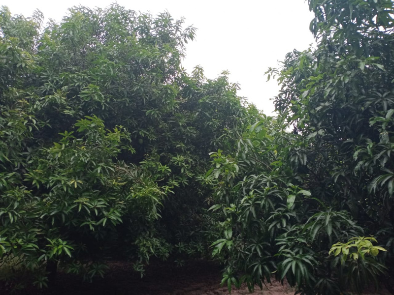  Agricultural Land 70 Sq.ft. for Sale in Gummidipoondi, Thiruvallur