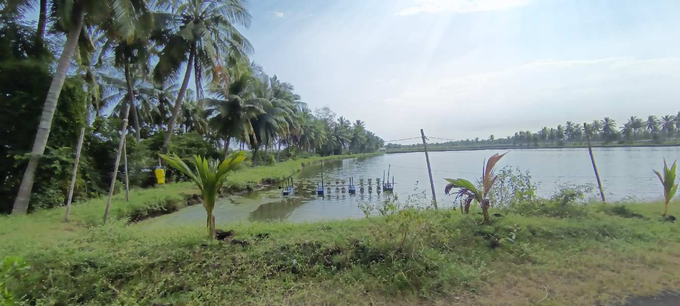Agricultural Land 6 Ares for Sale in Palakollu, West Godavari