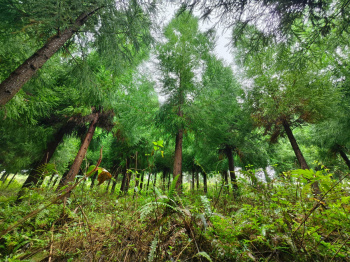  Agricultural Land for Sale in 8th Mile, Kalimpong