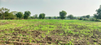 Agricultural Land for Sale in Shankarpally, Rangareddy