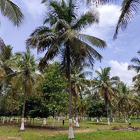  Agricultural Land for Sale in Channapatna, Bangalore