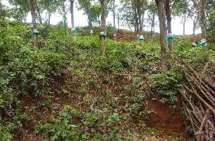  Agricultural Land for Sale in Perambra, Kozhikode
