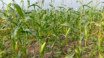  Agricultural Land for Sale in Gst Road, Chennai
