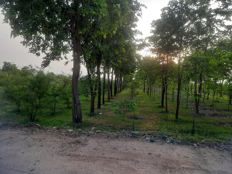 Farm Land for Sale in Viralimalai, Tiruchirappalli (REI1156137)