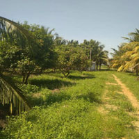  Agricultural Land for Sale in Radhapuram, Tirunelveli