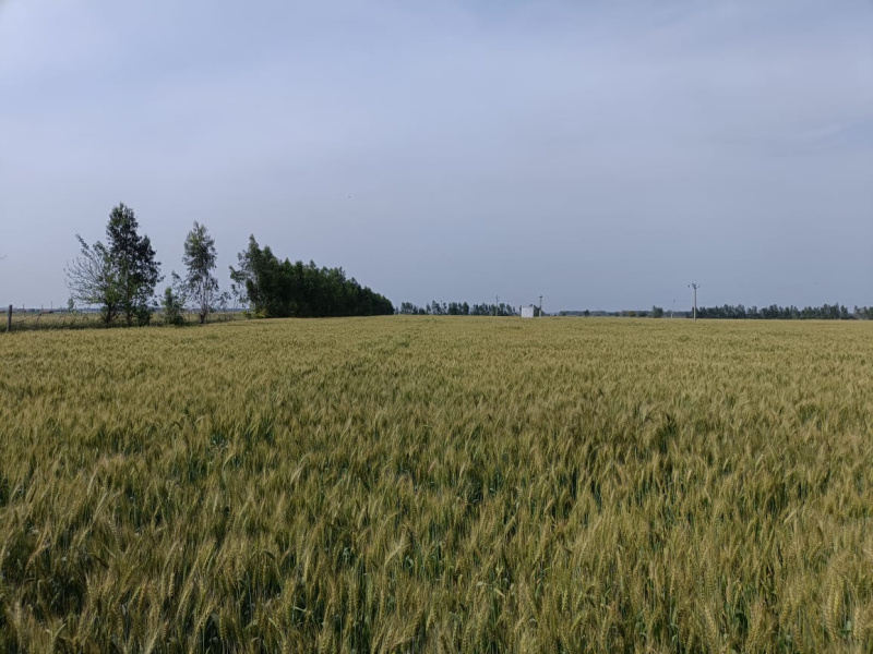  Agricultural Land 200 Acre for Sale in Dataganj, Budaun