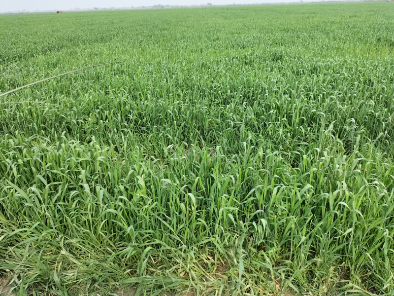 Agricultural Land 50 Acre for Sale in Civil Lines, Budaun