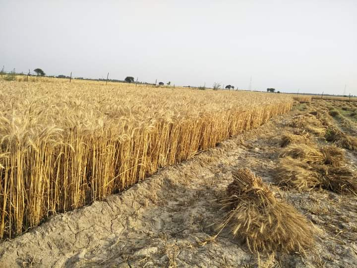  Agricultural Land 500 Acre for Sale in Civil Lines, Budaun