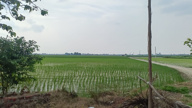  Agricultural Land 77 Acre for Sale in Bankner, Delhi