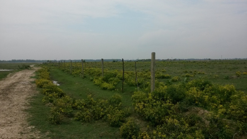  416 Acre Agricultural/Farm Land for Sale in Dataganj, Budaun