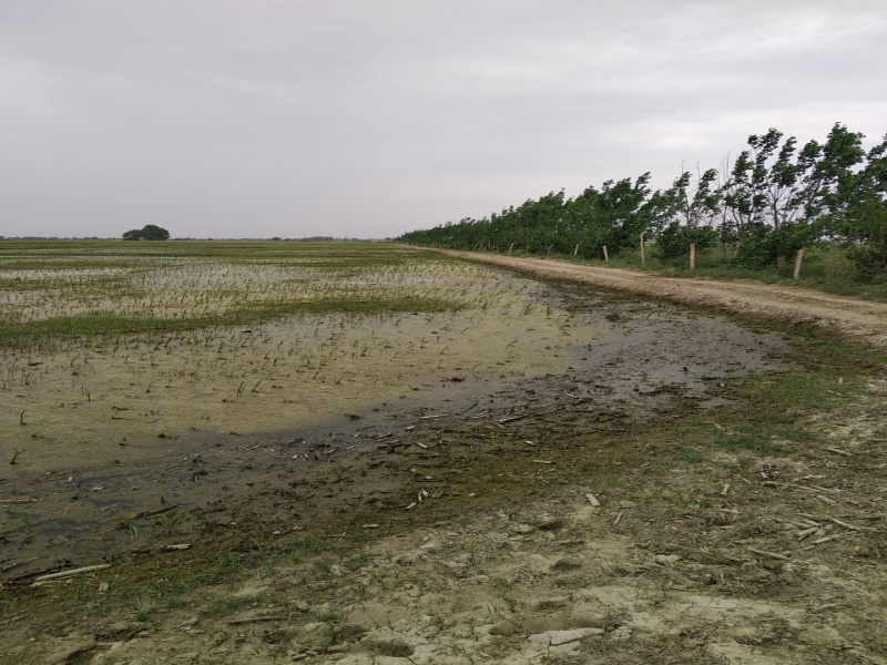  416 Acre Agricultural/Farm Land for Sale in Dataganj, Budaun