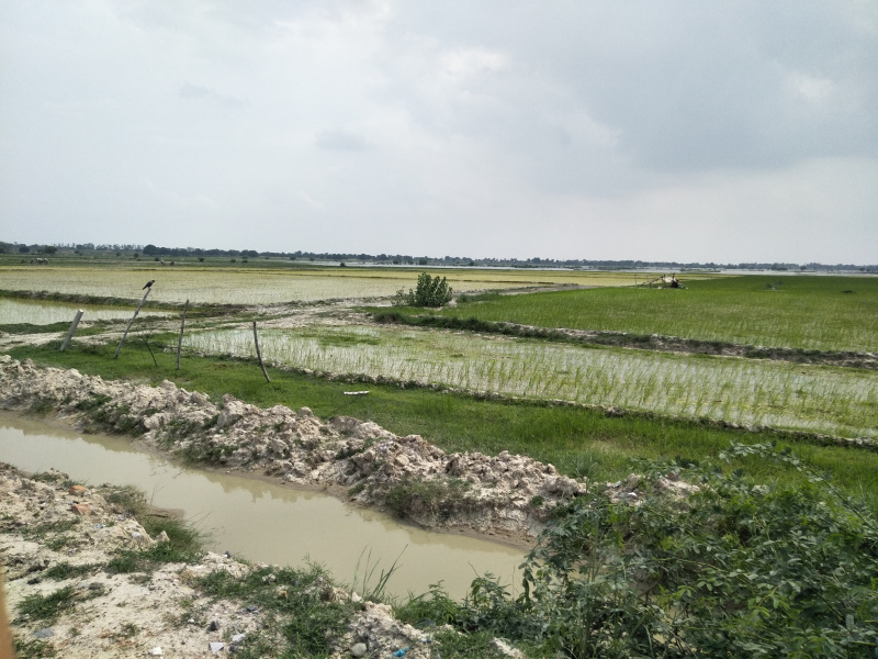 50 Acre Agricultural/Farm Land for Sale in Agar Nagar, Ludhiana
