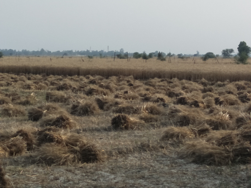  50 Acre Agricultural/Farm Land for Sale in Jagat Block, Budaun
