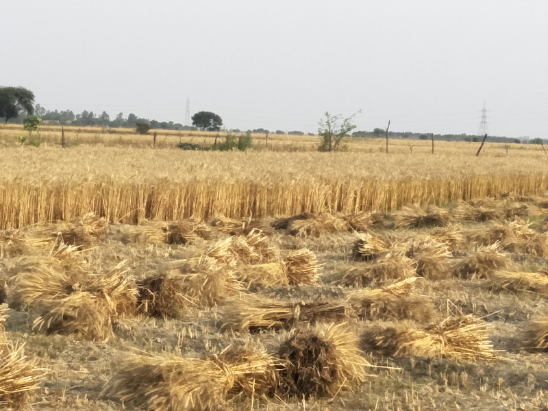  50 Acre Agricultural/Farm Land for Sale in Jagat Block, Budaun