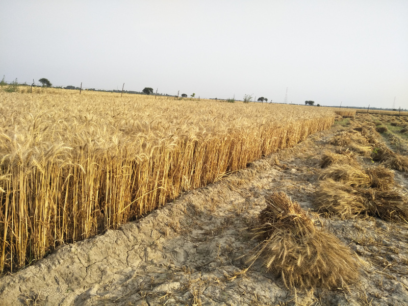  50 Acre Agricultural/Farm Land for Sale in Jagat Block, Budaun