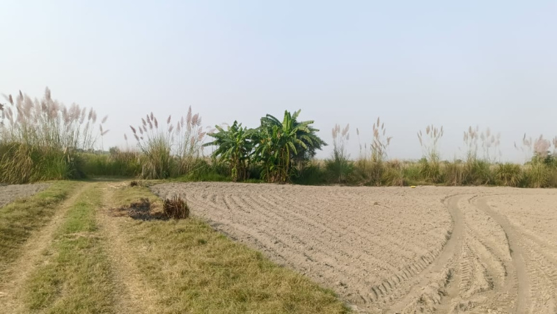  65 Acre Agricultural/Farm Land for Sale in Kachhla, Budaun
